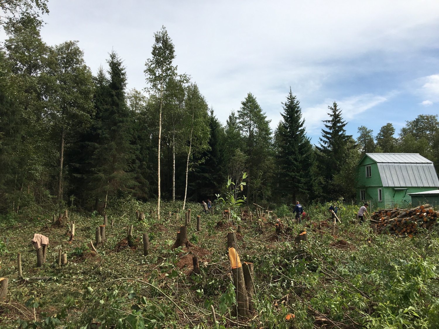 🌳Удаление пней и корчевка в Москве и Подмосковье - лучшие цены и качество!  🚜